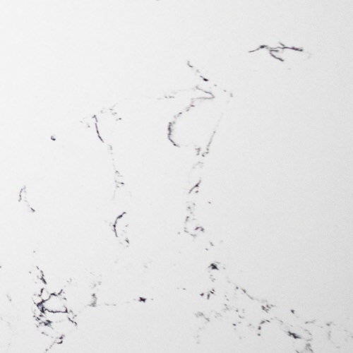 Carrara Glory Quartz