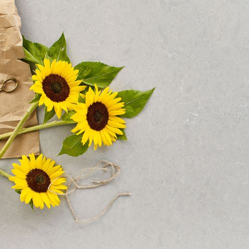 Vena Carbona Quartz scene 1